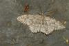 Idaea cervantaria